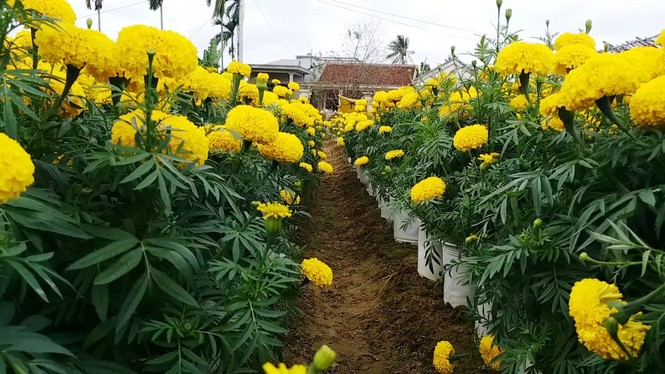 Xứ Huế bất ngờ bội thu… hoa - ảnh 11