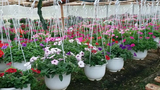 Xứ Huế bất ngờ bội thu… hoa - ảnh 14