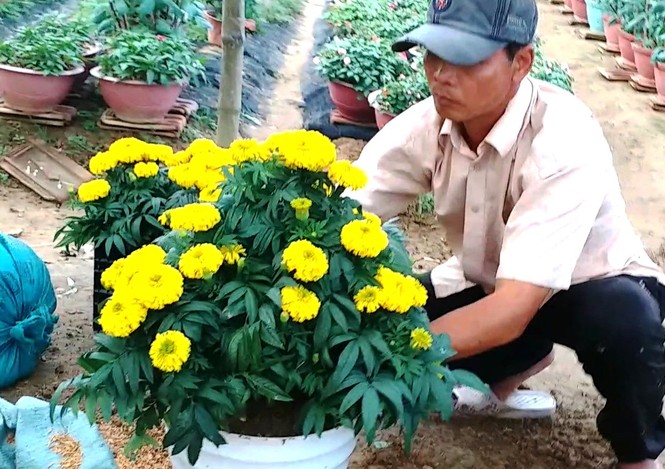 Xứ Huế bất ngờ bội thu… hoa - ảnh 15