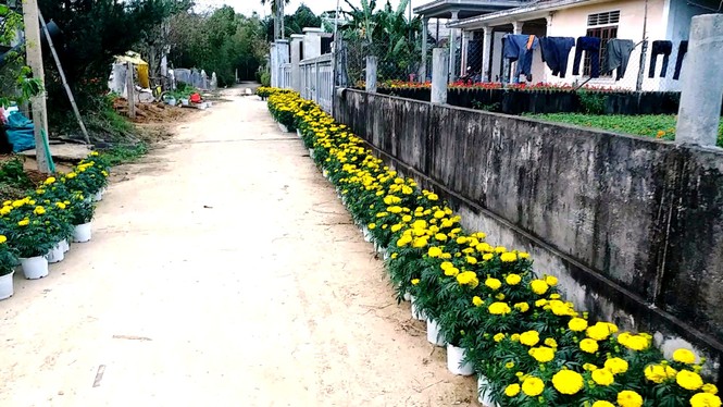 Xứ Huế bất ngờ bội thu… hoa - ảnh 16