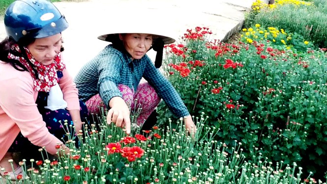 Xứ Huế bất ngờ bội thu… hoa - ảnh 17