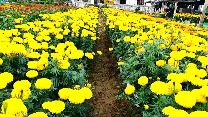 Xứ Huế bất ngờ bội thu… hoa - ảnh 18