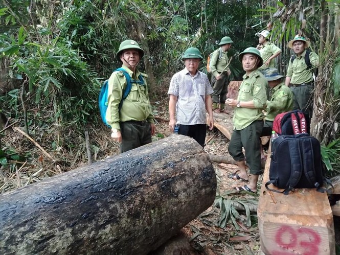 Phó chủ tịch UBND Quảng Nam: Có dấu hiệu tiêu cực, bao che để xảy ra phá rừng - ảnh 1