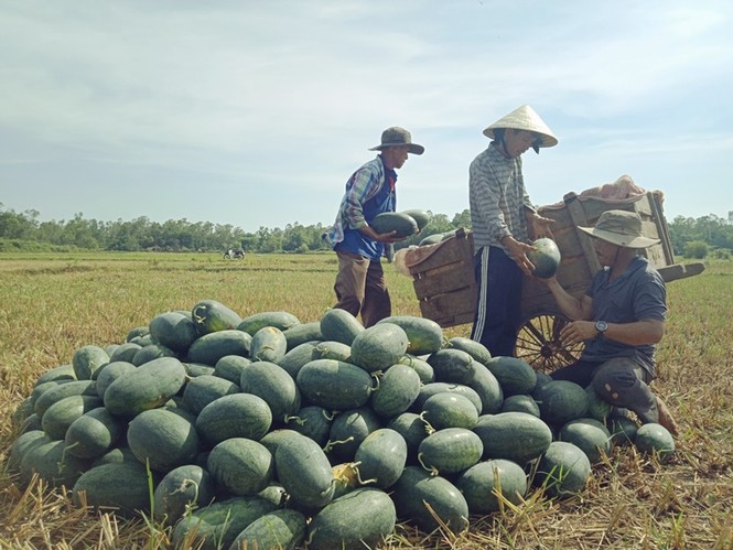 Quảng Nam kêu gọi giải cứu dưa hấu - ảnh 2