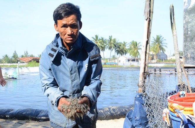 hơn 900.000 tôm chết, nghi bị đầu độc - ảnh 1