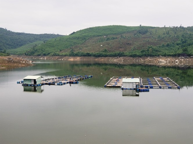 hàng chục tấn cá nuôi ở Quảng Nam chết trắng hồ, người dân điêu đứng - ảnh 2