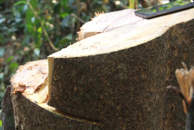 lại xảy ra phá rừng ở Quảng Nam - ảnh 2