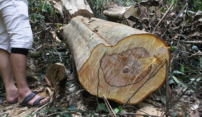 lại xảy ra phá rừng ở Quảng Nam - ảnh 1
