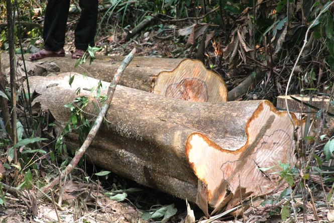 lại xảy ra phá rừng ở Quảng Nam - ảnh 3
