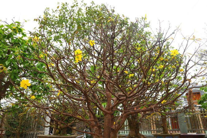 thu hàng trăm triệu đồng nhờ dịch vụ cho thuê mai tết - ảnh 1