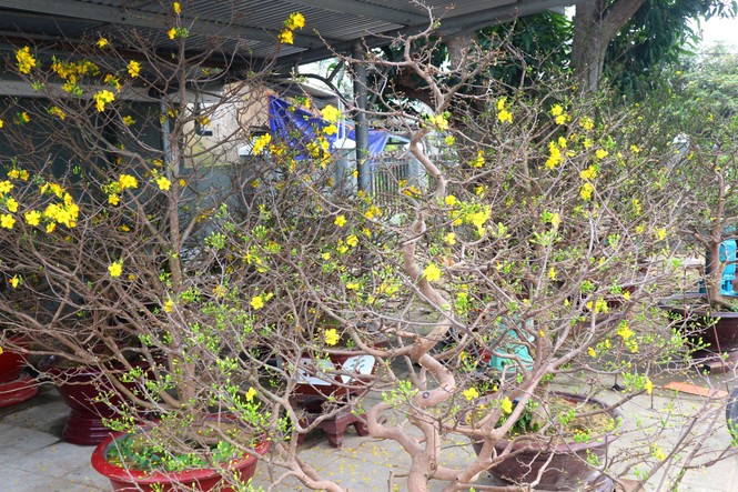 thu hàng trăm triệu đồng nhờ dịch vụ cho thuê mai tết - ảnh 3