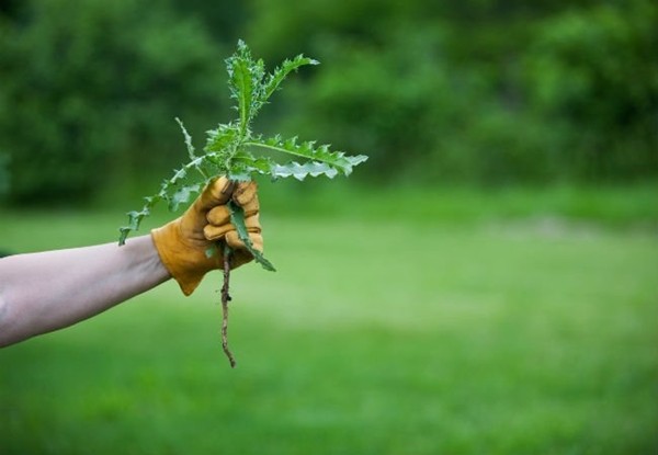 Làm đúng những gì mình cần làm: Câu chuyện thấm thía cho bất kỳ ai - ảnh 1