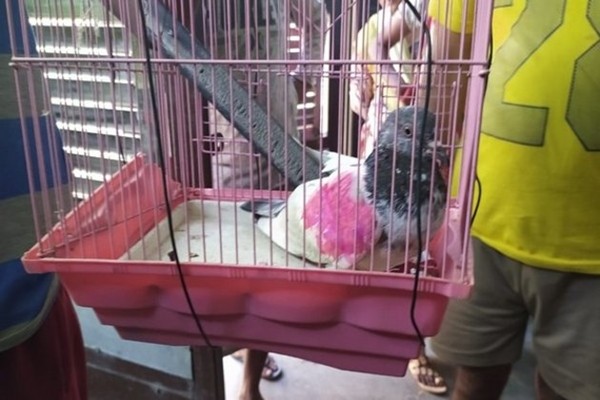 Cả nước cố giải mật mã của bồ câu do thám, có người đòi: “Trả đây, số điện thoại của tôi mà” - ảnh 2