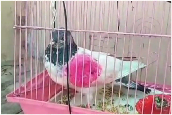 Cả nước cố giải mật mã của bồ câu do thám, có người đòi: “Trả đây, số điện thoại của tôi mà” - ảnh 1