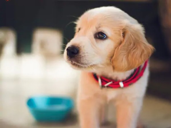 Một chú chó được gọi là “tốt bụng nhất thế giới” vì đã hiến máu cứu bạn - ảnh 1