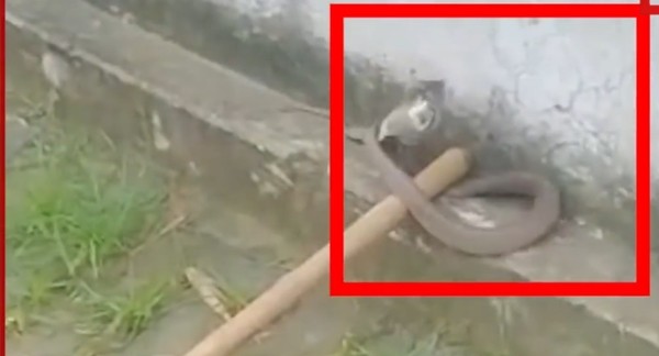 Đang ngủ thì bị rắn hổ mang bò vào trong quần, đành đứng yên 7 tiếng không động đậy - ảnh 3