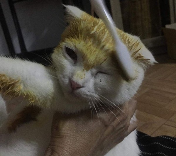 Cố chữa nấm cho mèo, cô chủ khiến em mèo biến thành màu vàng hoe như Pikachu - ảnh 2