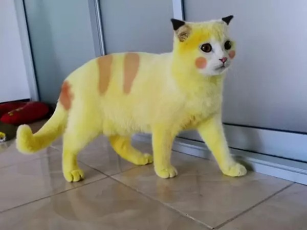 Cố chữa nấm cho mèo, cô chủ khiến em mèo biến thành màu vàng hoe như Pikachu - ảnh 3