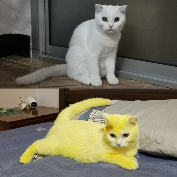 Cố chữa nấm cho mèo, cô chủ khiến em mèo biến thành màu vàng hoe như Pikachu - ảnh 1