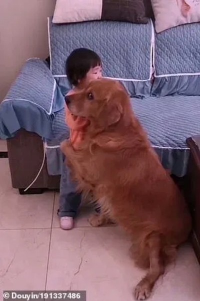 Chú chó bảo vệ cô bé bị mẹ mắng dễ thương thế này, tại sao lại bị cộng đồng mạng nghi ngờ? - ảnh 2