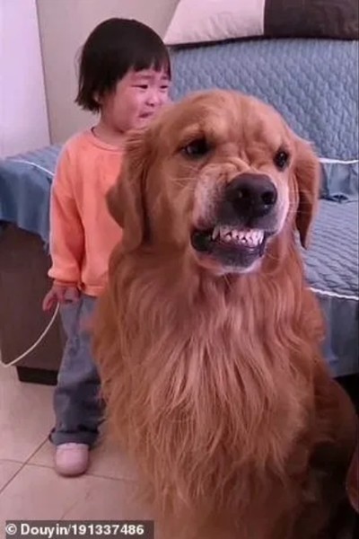 Chú chó bảo vệ cô bé bị mẹ mắng dễ thương thế này, tại sao lại bị cộng đồng mạng nghi ngờ? - ảnh 3
