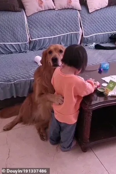 Chú chó bảo vệ cô bé bị mẹ mắng dễ thương thế này, tại sao lại bị cộng đồng mạng nghi ngờ? - ảnh 4