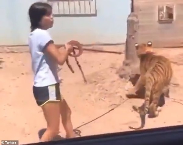 Người đi đường phát hoảng khi một cô bé dẫn hổ đi dạo, còn khoe ở nhà mình có con hổ nữa - ảnh 3