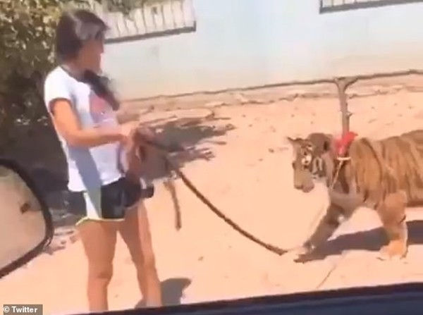 Người đi đường phát hoảng khi một cô bé dẫn hổ đi dạo, còn khoe ở nhà mình có con hổ nữa - ảnh 1