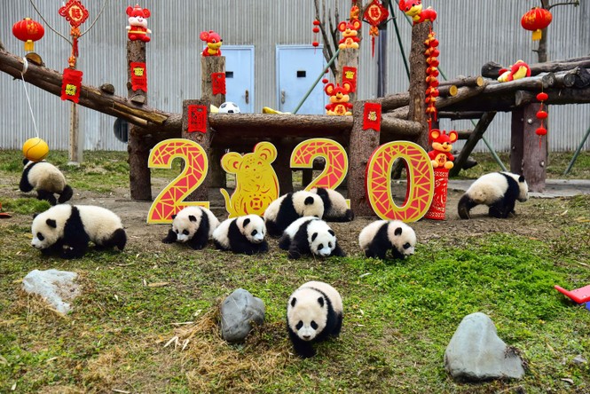 Thế giới đón năm mới Canh Tý 2020 - ảnh 8