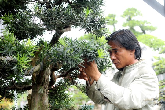 Ngắm vườn Bonsai “cực chất” ở Bình Định - ảnh 10