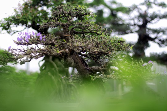 Ngắm vườn Bonsai “cực chất” ở Bình Định - ảnh 11