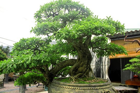 Ngắm vườn Bonsai “cực chất” ở Bình Định - ảnh 1