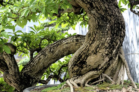 Ngắm vườn Bonsai “cực chất” ở Bình Định - ảnh 2