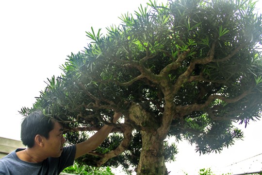 Ngắm vườn Bonsai “cực chất” ở Bình Định - ảnh 3