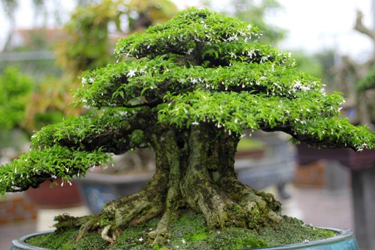 Ngắm vườn Bonsai “cực chất” ở Bình Định - ảnh 4