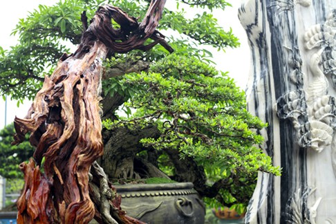 Ngắm vườn Bonsai “cực chất” ở Bình Định - ảnh 5