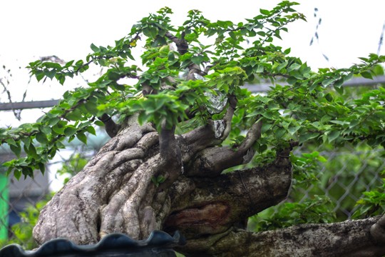 Ngắm vườn Bonsai “cực chất” ở Bình Định - ảnh 6