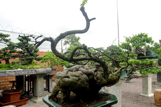 Ngắm vườn Bonsai “cực chất” ở Bình Định - ảnh 7