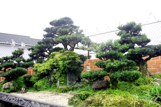 Ngắm vườn Bonsai “cực chất” ở Bình Định - ảnh 8