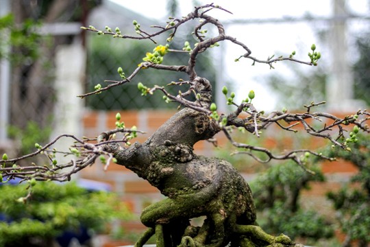 Ngắm vườn Bonsai “cực chất” ở Bình Định - ảnh 9