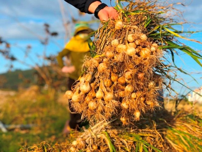 “Vàng trắng” Lý Sơn rớt giá thê thảm - ảnh 8