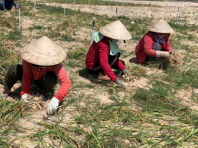 “Vàng trắng” Lý Sơn rớt giá thê thảm - ảnh 2