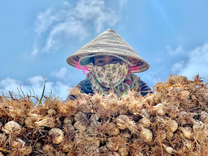 “Vàng trắng” Lý Sơn rớt giá thê thảm - ảnh 4