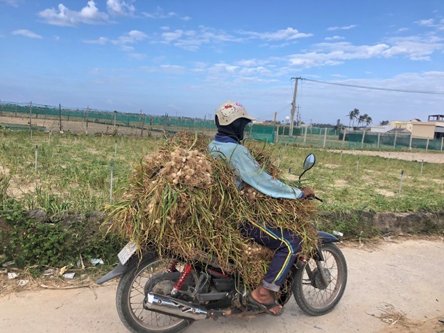 “Vàng trắng” Lý Sơn rớt giá thê thảm - ảnh 3