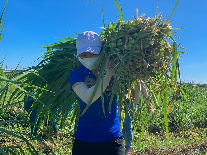 Khẩn trương tiếp tế lương thực cho…70 chú bò trong khu cách ly - ảnh 4