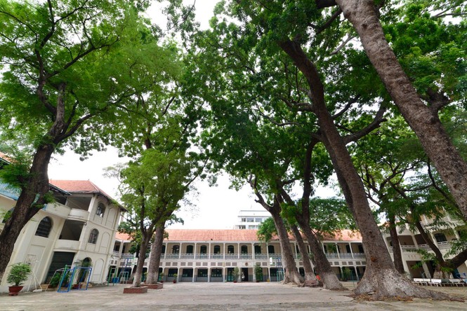 Nguy cơ tiềm ẩn ngã cây của loạt trường THPT có tuổi đời lâu tại TP.HCM - ảnh 2