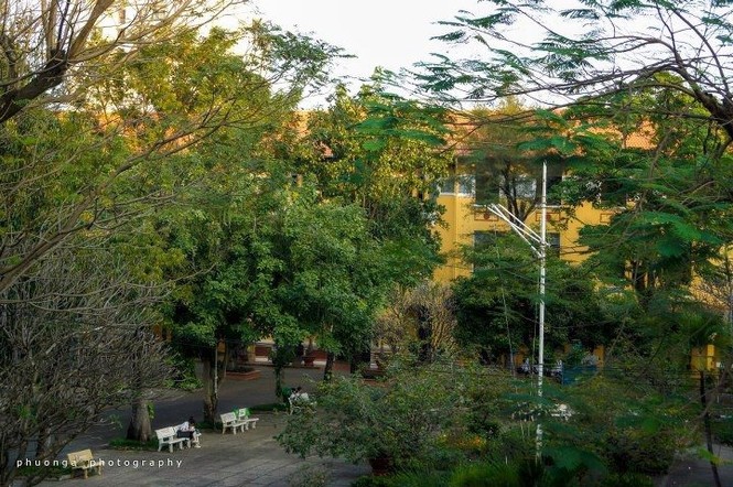 Nguy cơ tiềm ẩn ngã cây của loạt trường THPT có tuổi đời lâu tại TP.HCM - ảnh 7