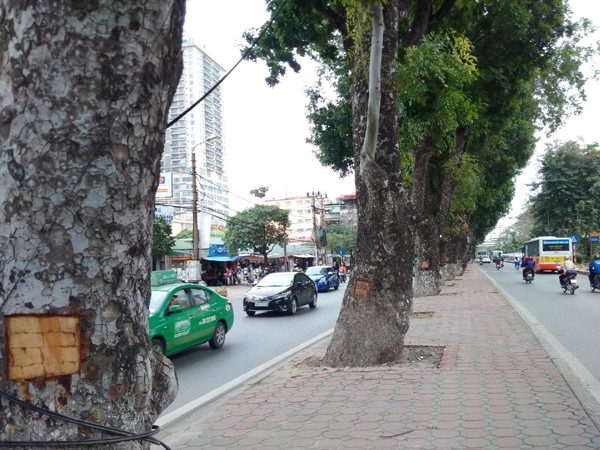 Công an điều tra vụ lột vỏ xà cừ ở Hà Nội - ảnh 1