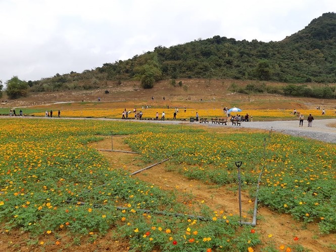 Rực rỡ lễ hội hoa xuân Bái Đính những ngày đầu năm - ảnh 3