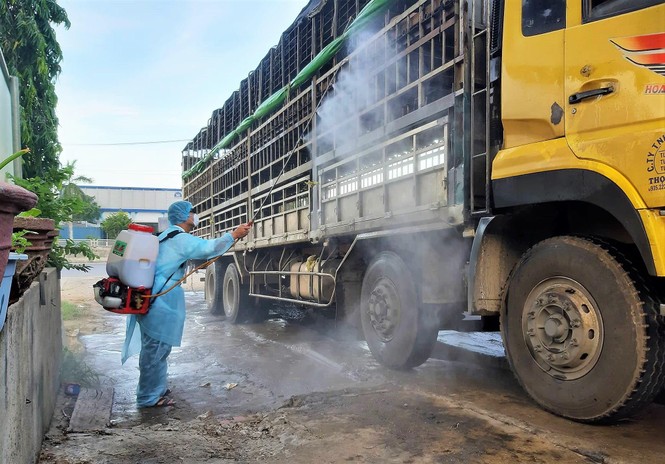 Quảng Nam: Phát hiện xe chở lợn nhiễm dịch tả Châu Phi từ Bắc vào - ảnh 2